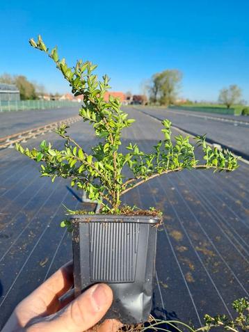 lonicera nitida maigreen beschikbaar voor biedingen