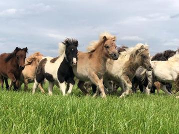 Schitterende minipaardjes, Dieren en Toebehoren, Pony's, Meerdere dieren, Onbeleerd, Recreatiepony, Gechipt