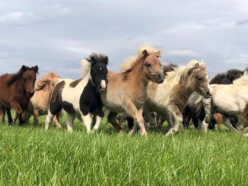 Schitterende minipaardjes, Dieren en Toebehoren, Pony's, Meerdere dieren, Onbeleerd, Recreatiepony, Gechipt, Ontwormd
