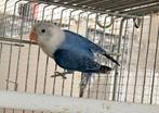 Agaporniden, Dieren en Toebehoren, Vogels | Parkieten en Papegaaien, Mannelijk, Dwergpapegaai of Agapornis, Geringd