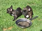 franse bulldog pups, Dieren en Toebehoren, België, Particulier, Reu, CDV (hondenziekte)