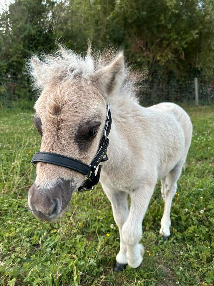 Mooi, gezond merrieveulentje zoekt fijne plek, Animaux & Accessoires, Poneys
