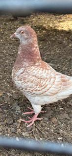 King Duiven ,oud zwaar dik type !, Dieren en Toebehoren