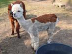 Alpaca merrie en hengst, Dieren en Toebehoren, Overige Dieren, Meerdere dieren