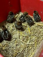 Eendagkuikens, Dieren en Toebehoren, Kip
