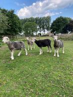 Herdwick schapen te koop, Dieren en Toebehoren, Schapen, Geiten en Varkens, Meerdere dieren, Schaap, 0 tot 2 jaar