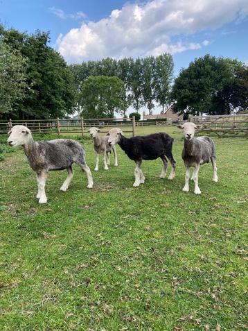 Herdwick schapen te koop, Plusieurs animaux, Mouton, 0 à 2 ans