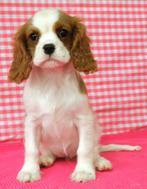 Super leuke Cavalier King Charles pups!, 15 weken tot 1 jaar, Buitenland, Eén hond, CDV (hondenziekte)
