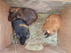 CAVIA, Dieren en Toebehoren, Juni, Mannelijk, Cavia