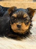 Yorkshire pups, Yorkshire Terriër, België, CDV (hondenziekte), 8 tot 15 weken