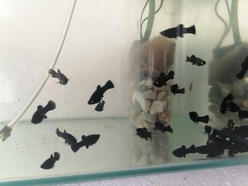 zwaarddragers, corydoras, guppen, danio's, black molly's, ge, Dieren en Toebehoren, Vissen | Aquariumvissen, Zoetwatervis, Vis