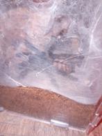 Psalmopoeus irminia met repto terrarium, Dieren en Toebehoren, Spin of Schorpioen