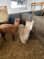 Aankoop van alpacas, Dieren en Toebehoren, Overige Dieren, Januari, Vrouwelijk
