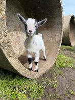 Dwergeitenbok te koop, Animaux & Accessoires, Moutons, Chèvres & Cochons, Mâle, Chèvre, 0 à 2 ans