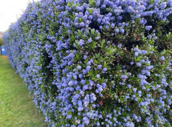 Amerikaanse sering met kluit (Ceanothus), Tuin en Terras, Planten | Struiken en Hagen, Struik, Overige soorten, 100 tot 250 cm