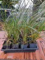 siergras pennisetum hameln, Tuin en Terras, Planten | Tuinplanten, Ophalen, Volle zon, Vaste plant, Siergrassen