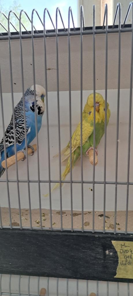 Standaard grasparkieten