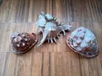 Set van 3 grote schelpen, Enlèvement ou Envoi, Coquillage(s)