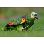 Gezocht, Dieren en Toebehoren