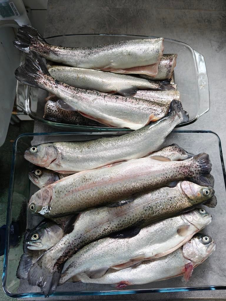 Verse forellen, Ophalen