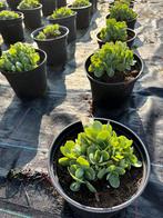 Sedum, Tuin en Terras, Ophalen