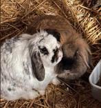 Verzorgen van dieren van kinderboerderij, Ophalen, Nieuw