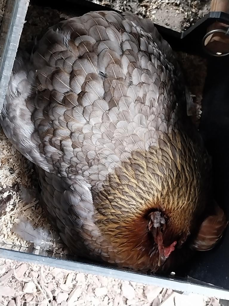 Araucana hen, Femelle, Poule ou poulet