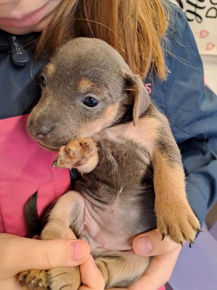 Nog 2 jack russel meisjes, Dieren en Toebehoren, Honden | Jack Russells en Terriërs, Teef, Jack Russell Terriër, Fokker | Hobbymatig