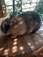 Mooie volwassen vrouwelijke konijntjes