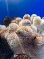 Mooie mix van kuikens, Dieren en Toebehoren