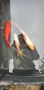 SLUIERSTAARTEN, Dieren en Toebehoren, Vissen | Vijvervissen