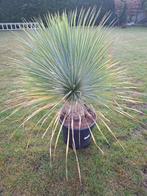 Yucca Rostrata stamhoogte stamhoogte 22 cm, Ophalen, Olijfboom, Minder dan 100 cm