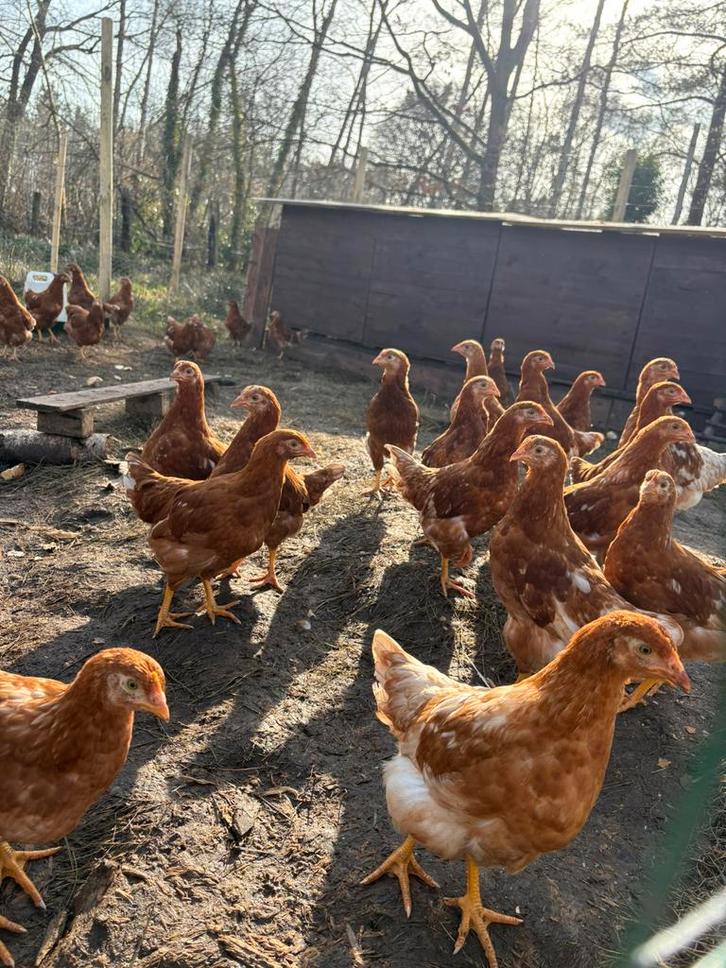 Lohman Brown jonge hennen – 100% hennen, Animaux & Accessoires, Volatiles, Poule ou poulet, Femelle