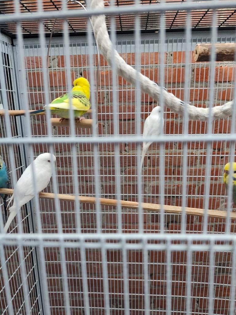 3 * Grasparkiet, Dieren en Toebehoren