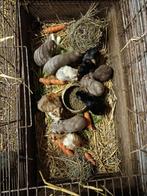 Cavia beertjes, Dieren en Toebehoren, Cavia, Mannelijk, Tam, Oktober