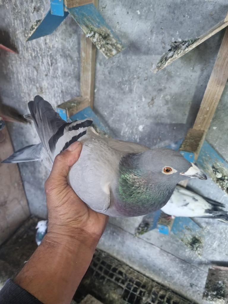 10€ doffer met ring reis duiven