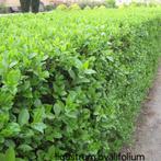 ‼️crataegus monogyna aan promoprijzen ‼️, Enlèvement, Taxus