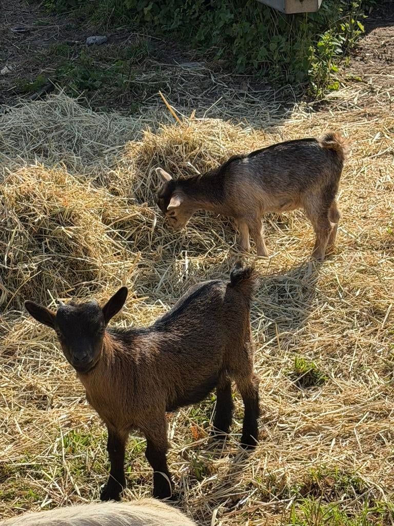 Geiten, Meerdere dieren, 0 tot 2 jaar