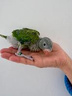 Halsbandparkieten baby, Dieren en Toebehoren, Vogels | Parkieten en Papegaaien