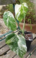 Monstera variegata, Tuin en Terras, Ophalen of Verzenden