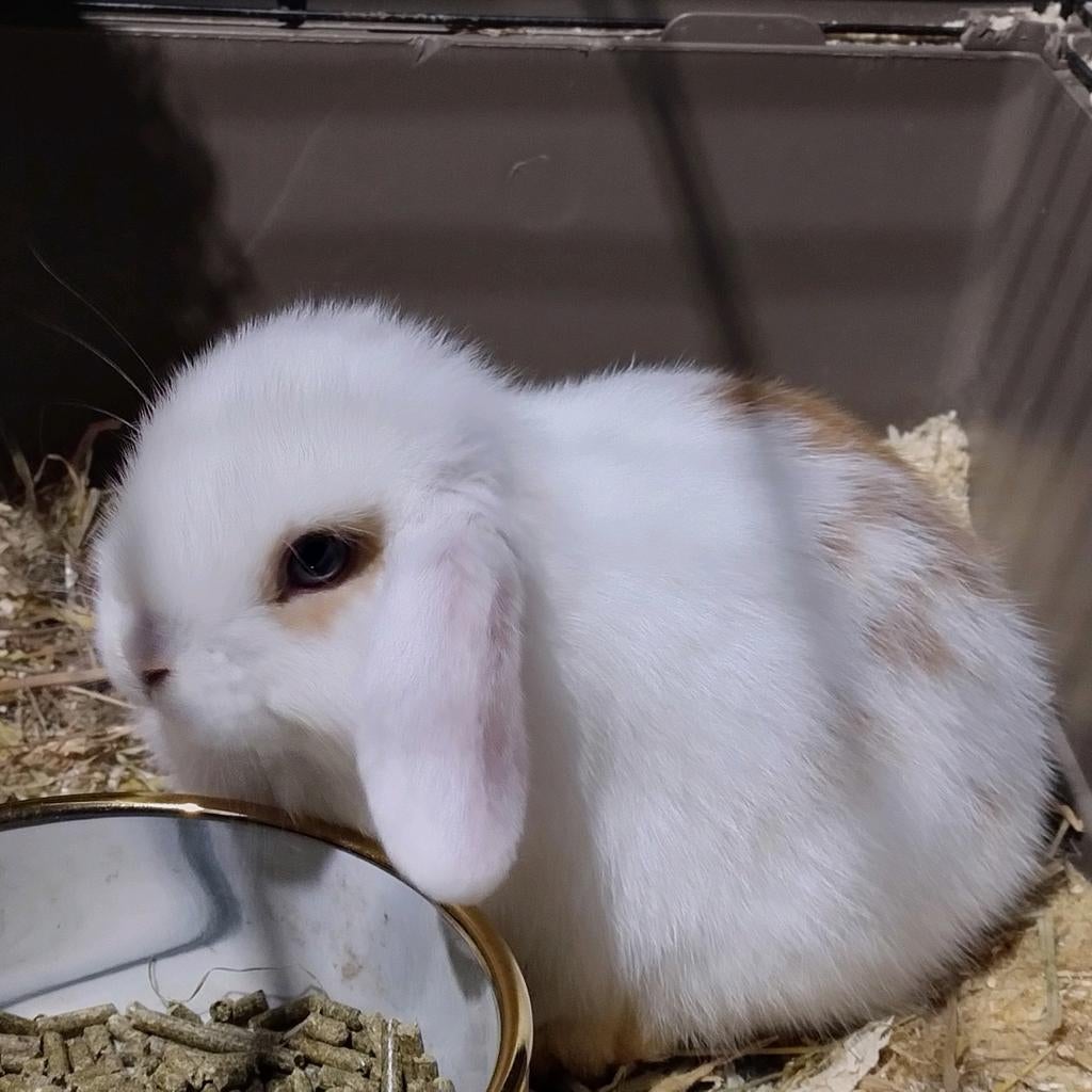 Laatste hangoortje x minilop, mannetje, Animaux & Accessoires, Lapins, Petit, Mâle, 0 à 2 ans, Oreilles tombantes