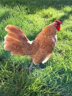 Mooi Sebright haantje, Mannelijk, Kip