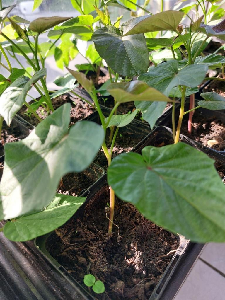 Zoete aardappel - p9, Ophalen