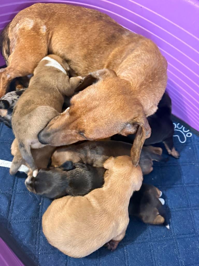 Dwergteckel pups, Dieren en Toebehoren, Honden | Teckels en Dashonden, Meerdere dieren, Korthaar, Dwerg, Fokker | Professioneel