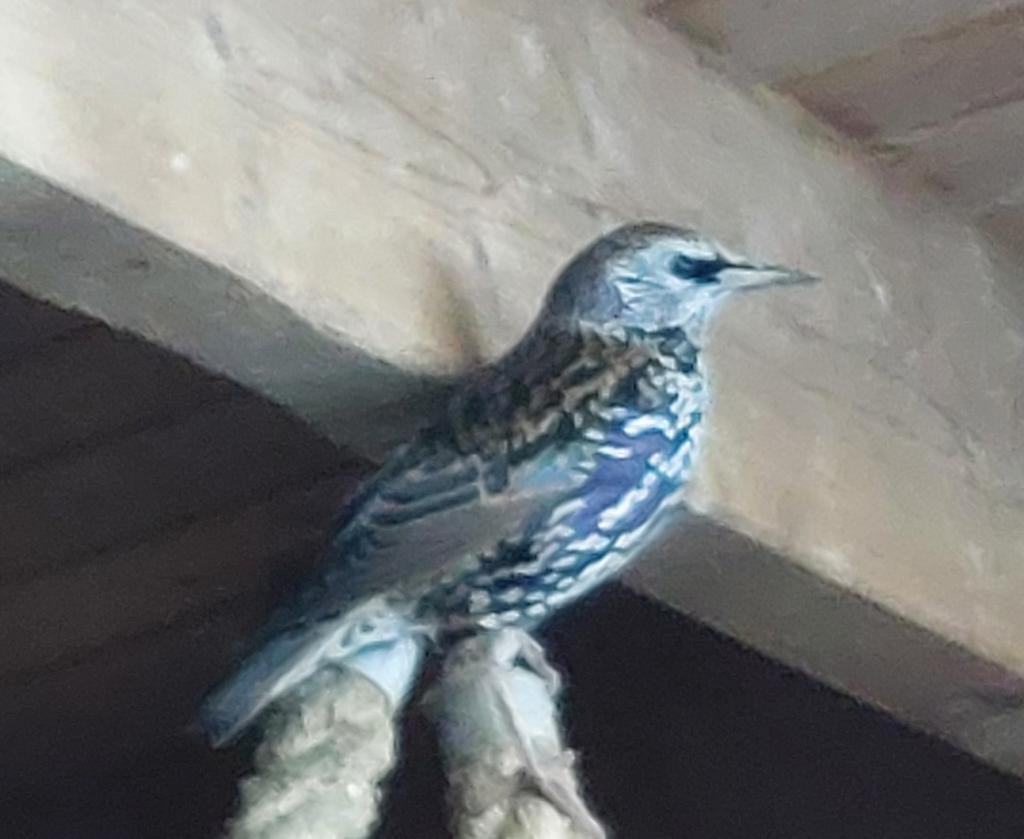 Europese spreeuw man., Geringd