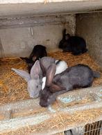 Mooi nestje konijnen te koop van 5, Dieren en Toebehoren