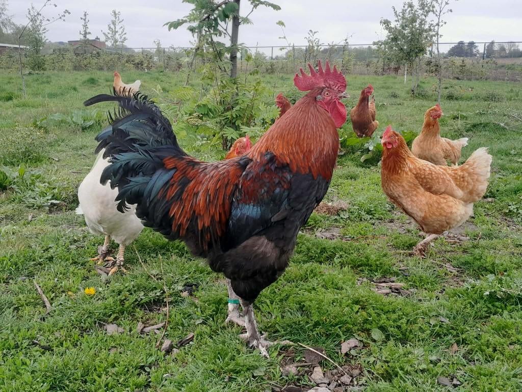 Maran haan te koop, Mâle, Poule ou poulet