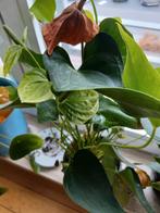 Plantje, Huis en Inrichting, Ophalen