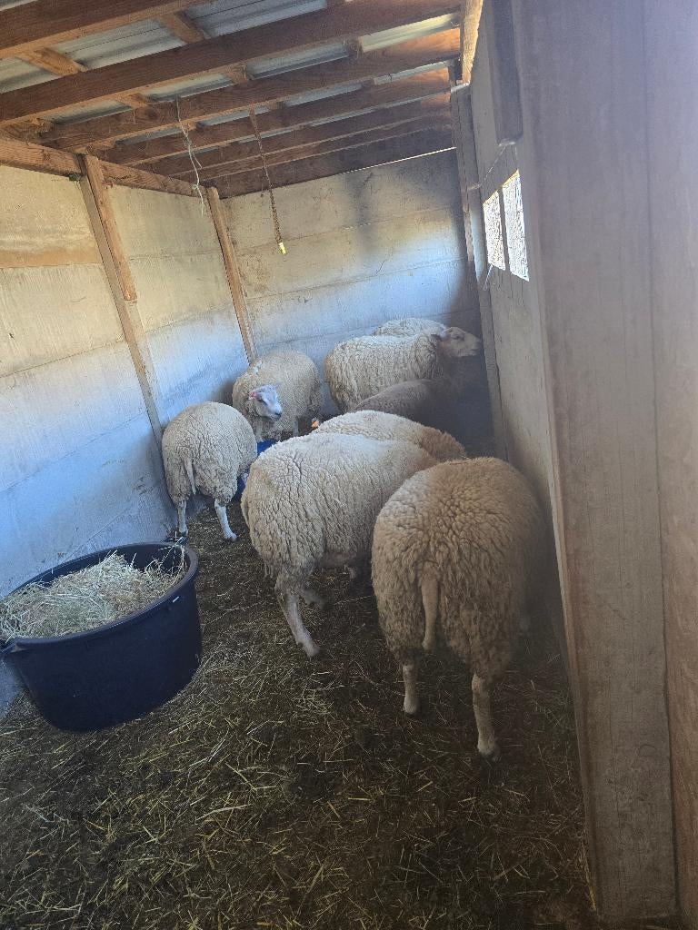 Mouton a vendre, Mannelijk, Schaap, 0 tot 2 jaar