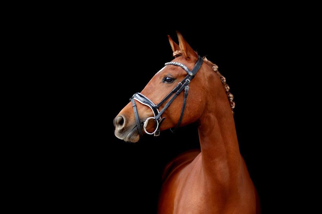 ‼️‼️Shakyra B.R. Te koop‼️‼️, Dieren en Toebehoren, Paarden, Merrie, B, Minder dan 160 cm, 11 jaar of ouder, Dressuurpaard, Met stamboom